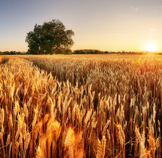 Wheat,Field.,Ears,Of,Golden,Wheat,Close,Up.,Beautiful,Rural